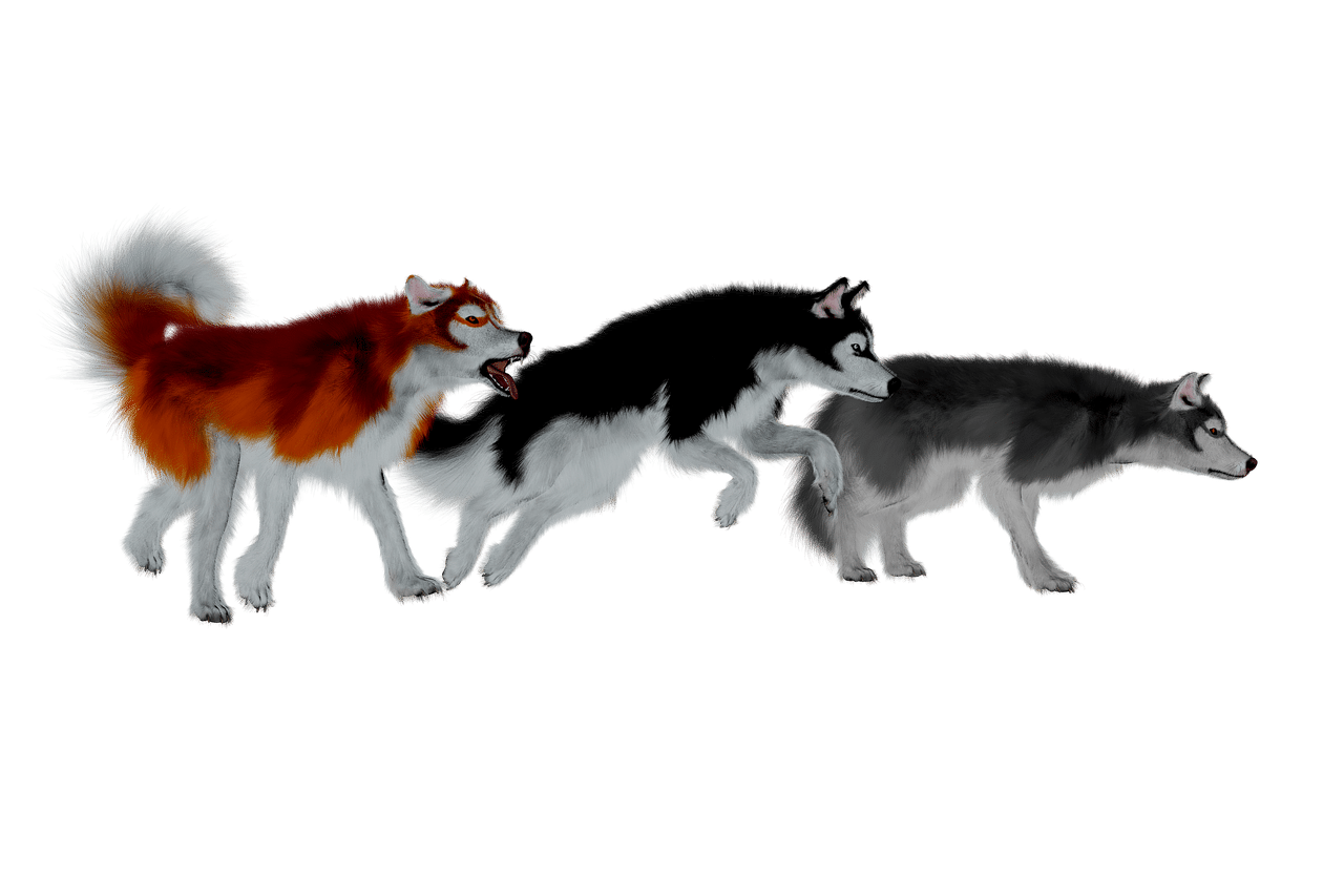 Dog Packs Explained Bark Discover