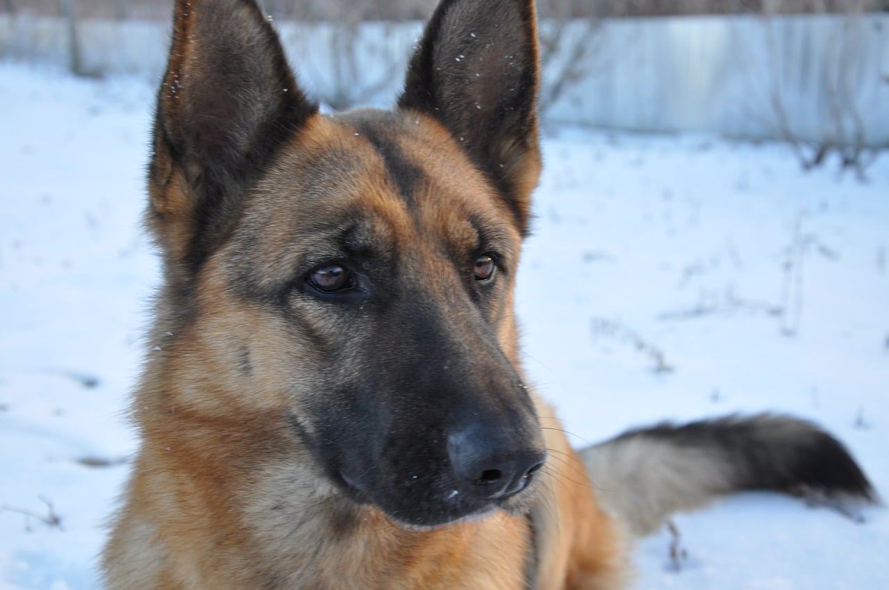 are terrier dogs smart