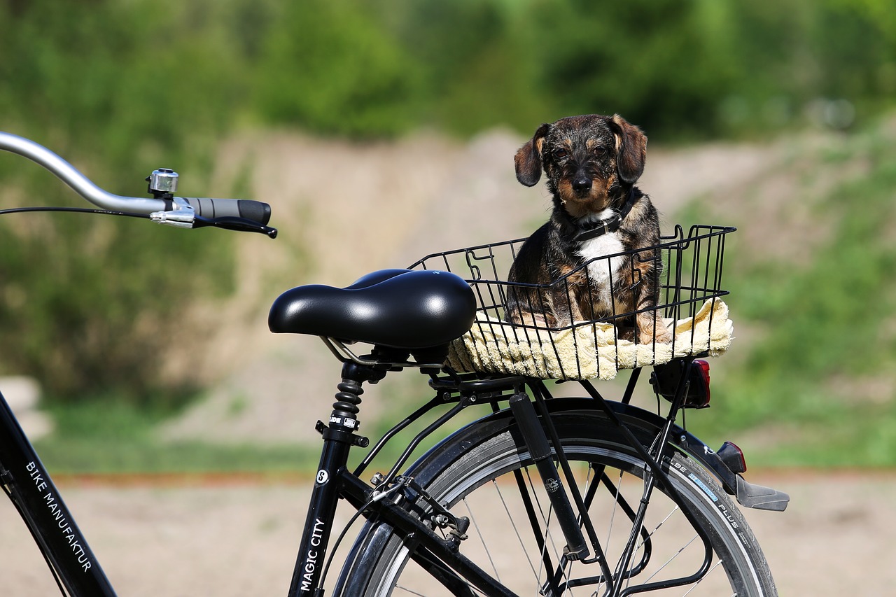 bike, dog, summer